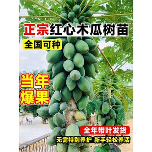 �ļ�ľ�Ϲ��������Ǽt��ˮ��ľ���ش������ͥԺ�ϱ����Nֲ����