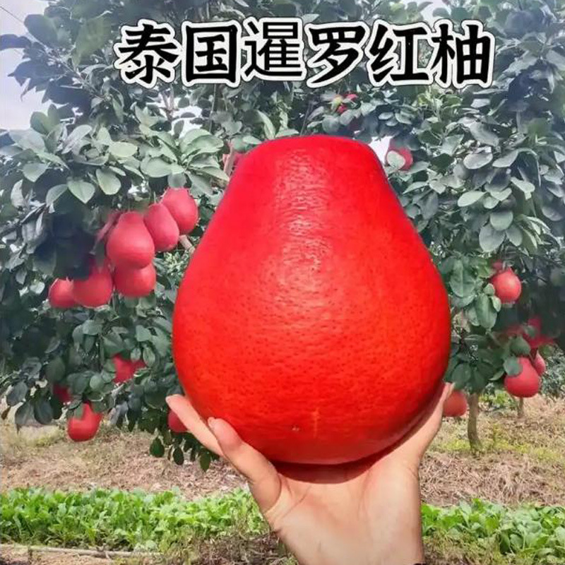 暹罗红柚树苗嫁接柚子树苗暹罗红柚苗三红心柚蜜柚树苗果树树苗