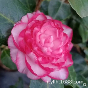 ţ���W���� �ĳɹ���Ʒ�N�軨�����Դ��ͮ����_���҃�����Nֲ