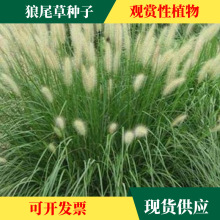 ���l�o���^�p��β�ݷN�Ӵ�β�ͲݷN�����^�ļ��׷N�ݷN�ӻ��Rֲ