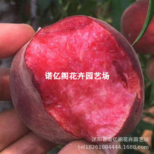 稀有果树油桃树果苗嫁接红肉紫肉油桃苗血桃大桃子苗南方北方种植