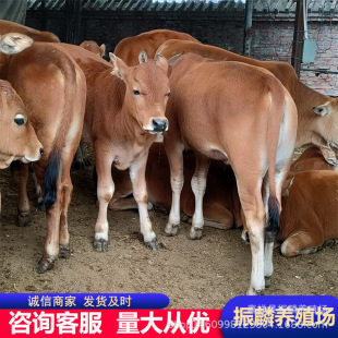 ��ţ�Bֳǰ��Сţ���BֳЧ�� �����Sţ�������l ����ţСţ��