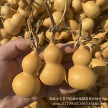 产地直供天然葫芦 文玩手捻小葫芦 把玩小美国手捻葫芦草里金