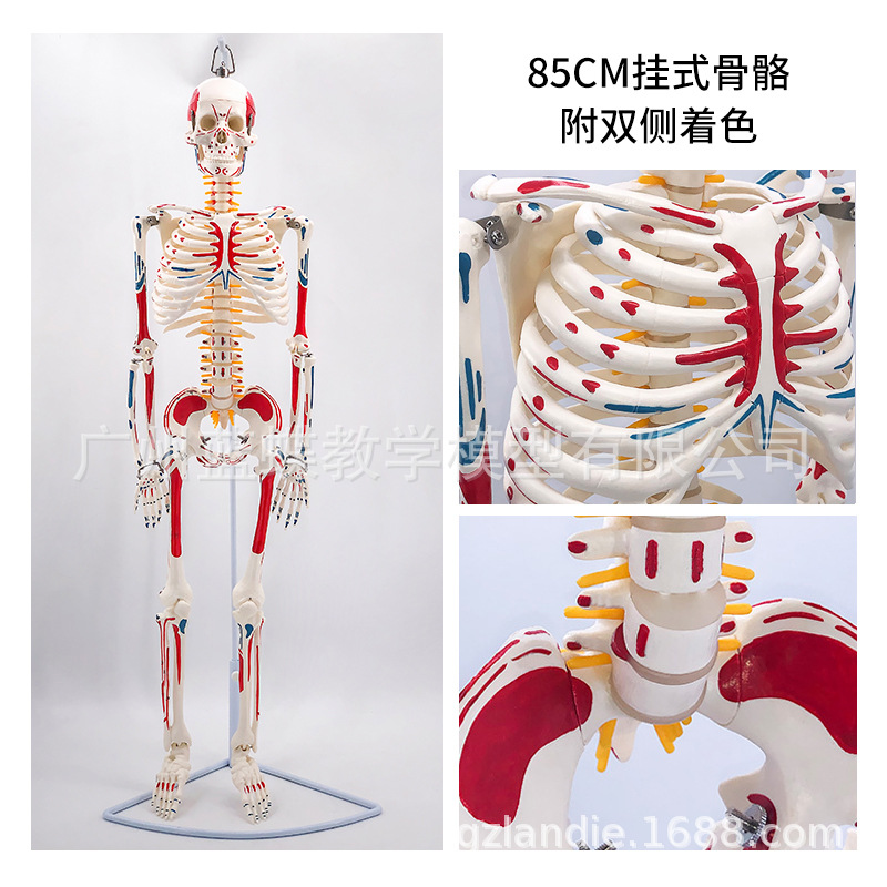 85cm�������ģ��170cmȫ�����˹Ǽ�����ģ��С���ý�ѧ��׵ģ��