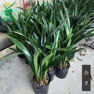 Orchid Seedling with Flower Bud Phnom Penh Moran Enterprise Black Indoor Bluegrass Potted Plant Precious Luzhou-flavor Good-growing Flowers