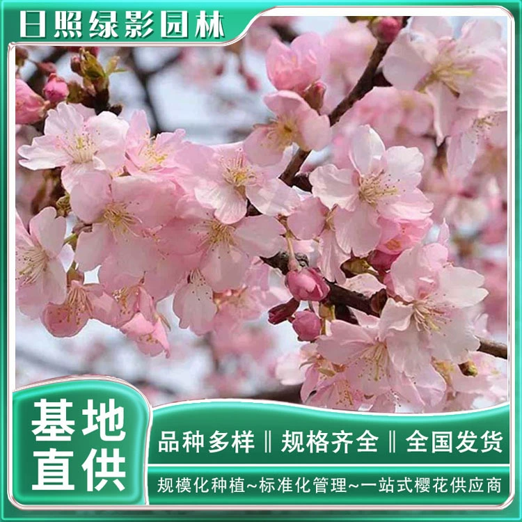 12 см Hejin Cherry сколько стоит солнечный свет зеленый теневой сад Hejin Вишневый саженец рынок