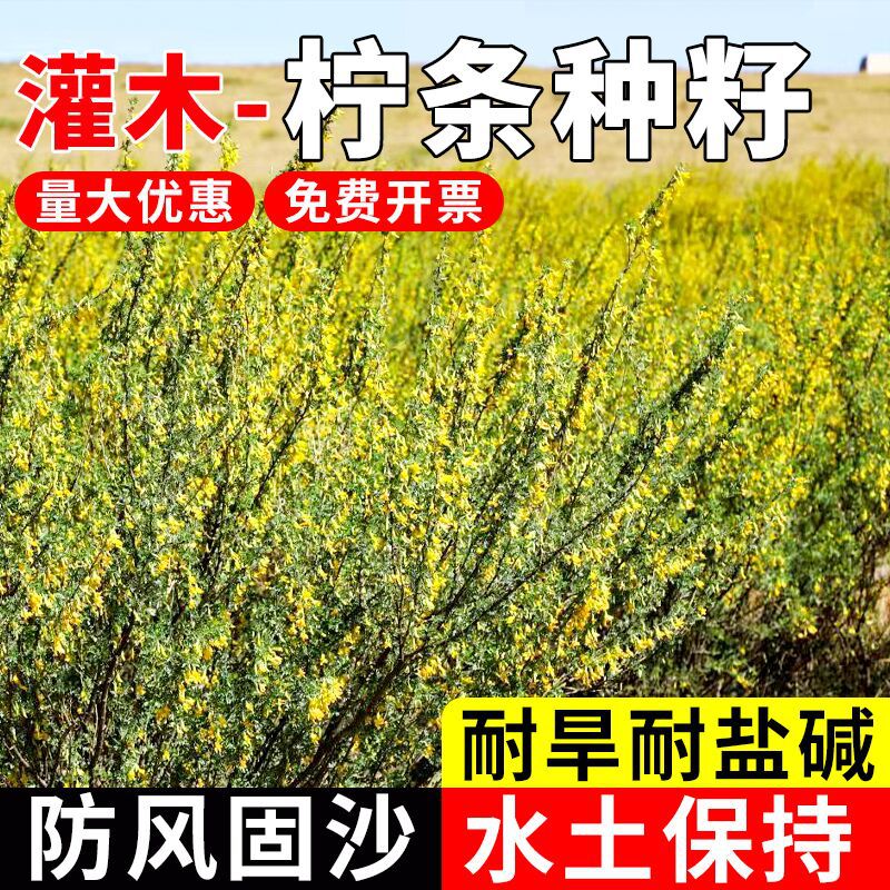 柠条种籽护坡绿化小叶锦鸡儿白柠条多年生草籽工程耐贫瘠灌木种子