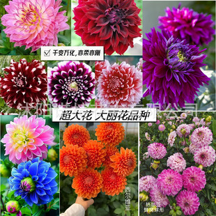Dahlia Seeds, Spring Flower Seeds, Easy-To-Live Ornamental Flowers in All Seasons, Courtyard Grass Flower Seeds in All Seasons