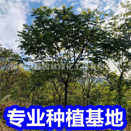 麻楝绿植乔木批发 厂家批发麻楝树行道园林庭院绿化景观工程