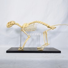 猫全身骨骼模型 动物骨头骨架 猫骨标本宠物医院兽医教具演示