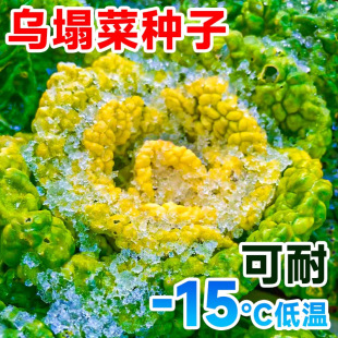�����˷N�Ӹ��}�����߲��B�Ĳ˾ջ��˷N�Ӵ����ļ����߲��r���׷N
