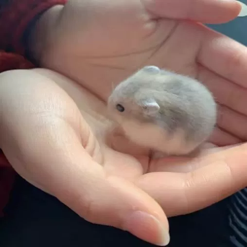 Бесплатная доставка для студента золотого медведя серебристая лисица фиолетовый склад питомца хомяка, коробка для пудинга для пары живых пар молочного чая