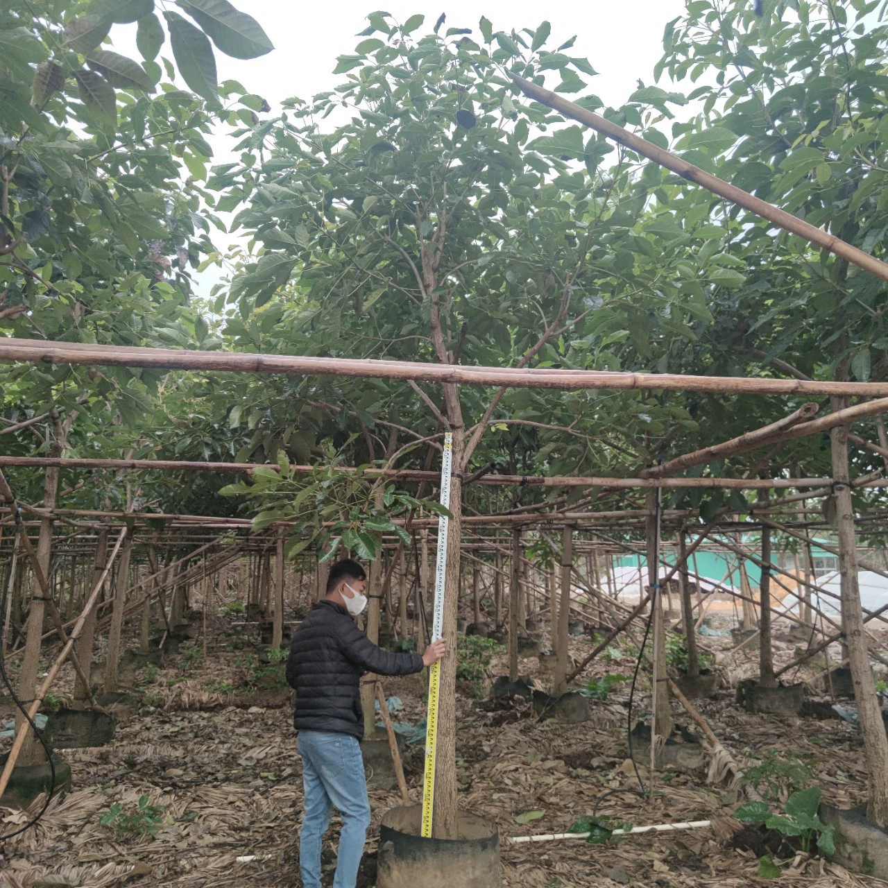 230109 база оптовая поставка полнокоронного скелета