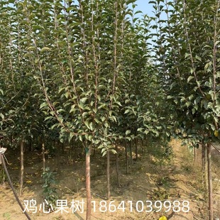 Supply of Chicken Heart Fruit Trees, Apple Trees, Chicken Heart Fruit Seedlings, Garden Community Greening Fruit Tree Seedlings, Wholesale Chicken Heart Fruit Trees