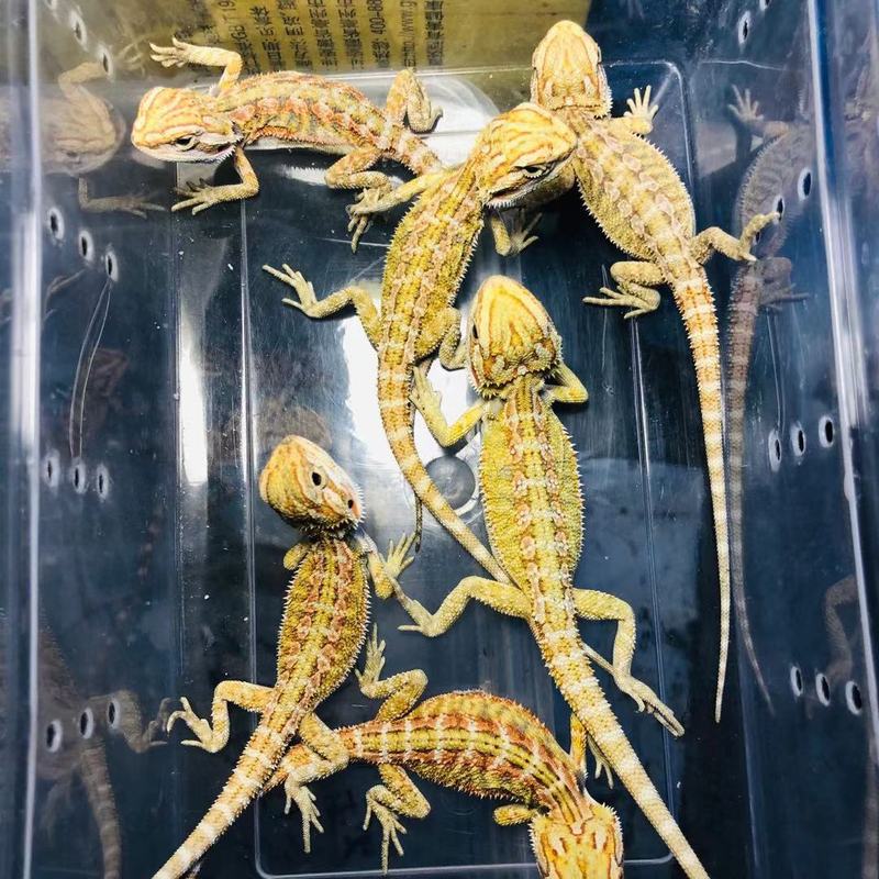 鬃狮蜥蜴活的宠物幼体入门级爬宠异宠温顺不咬人柑橘红系超白zero|undefined