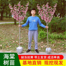西府海棠树苗庭院耐寒植物室外地栽四季开花北美垂丝海棠盆栽花卉