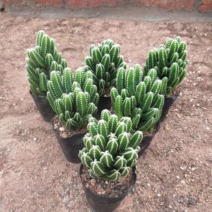 Succulent Plant Wanzhongshan Flower Seedling Combination Cactus Plant Office Desktop Sun-Loving Indoor [2