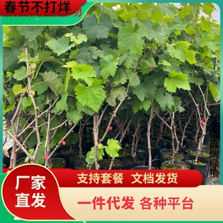 一件代发葡萄树苖巨峰阳光玫瑰蓝宝石葡萄苗庭院南方种植北方耐寒