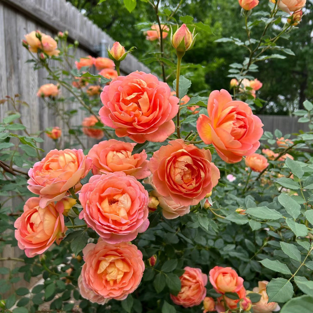 샤를로트 부인 [덩굴꽃의 향기]