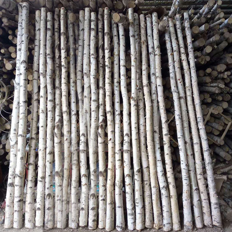 干树枝婚庆天然木树干装饰拱门隔断树叉白桦枯树白桦橱窗树杈原木
