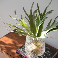 沙生植物仿真植物鹿角葉景觀造景仙人掌搭配綠葉假樹葉葉子綠植