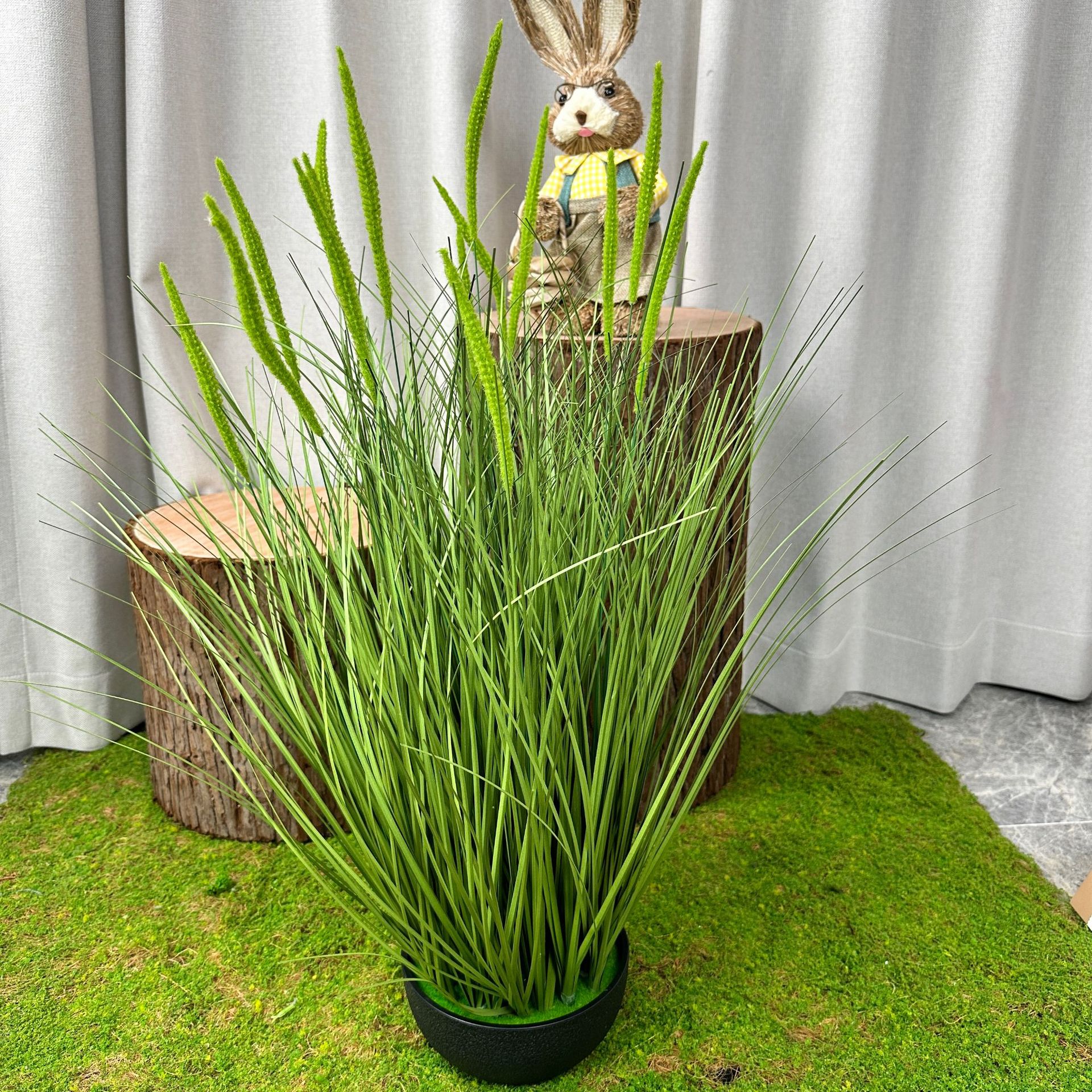 Primavera cola de cachorro (70cm)