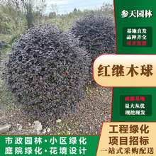 重庆贵州四川红继木球冠幅120红继木球冠幅150红继木球冠幅180