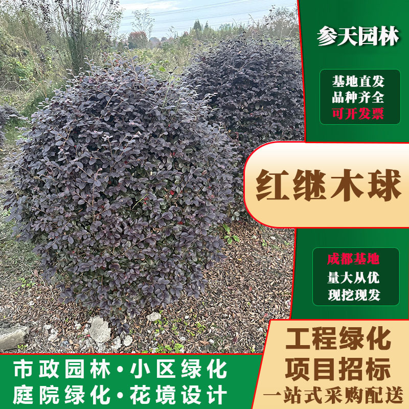 重庆贵州四川红继木球冠幅120红继木球冠幅150红继木球冠幅180