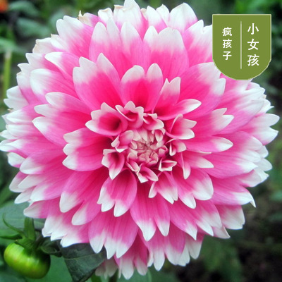 花のダリアの花はボールを植えます。|undefined