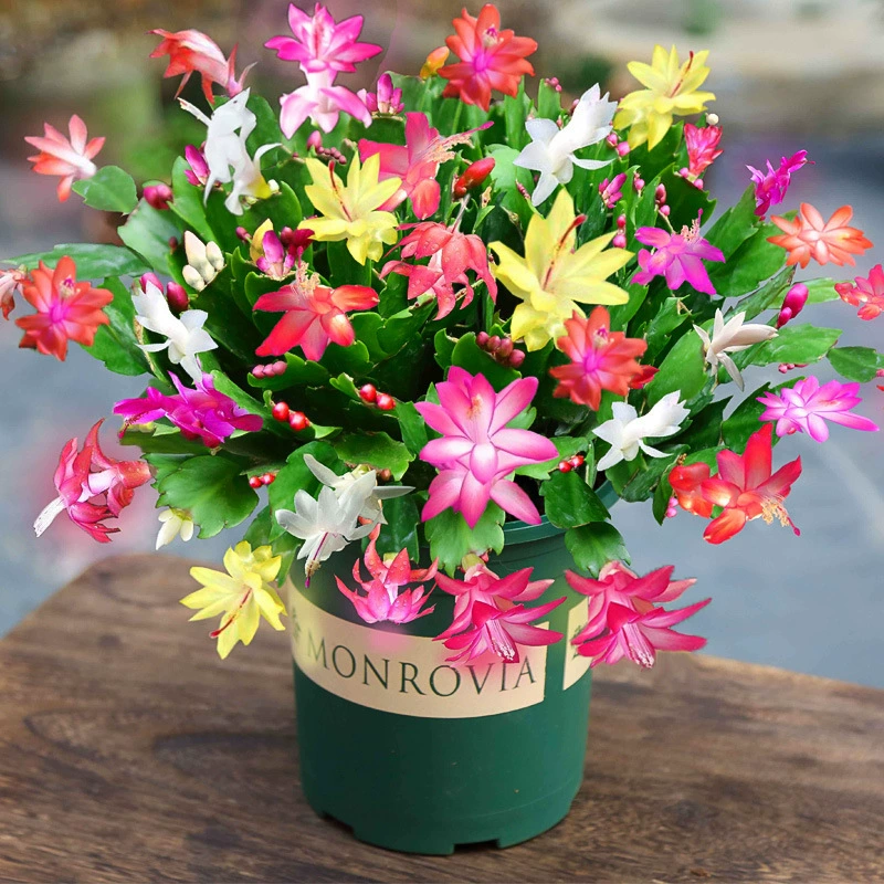 Орхидея «Крабовый коготь» в горшке с бутонами и горшками, разноцветные цветочные рассады, зеленые растения, комнатные четырехсезонные цветущие растения, легко выращиваемые орхидеи «Крабовый коготь»