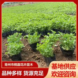 Qingzhou Perennial Grass Flower Snakeberry Ground Cover Greening Florals Garden Road Greening Snakeberry Potted Seedlings