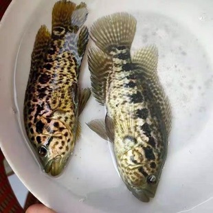 Z~絭ˮBֳ|ƷNwS~F؛