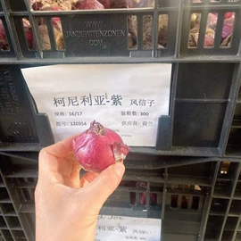 种子;其他园林植物;灌木