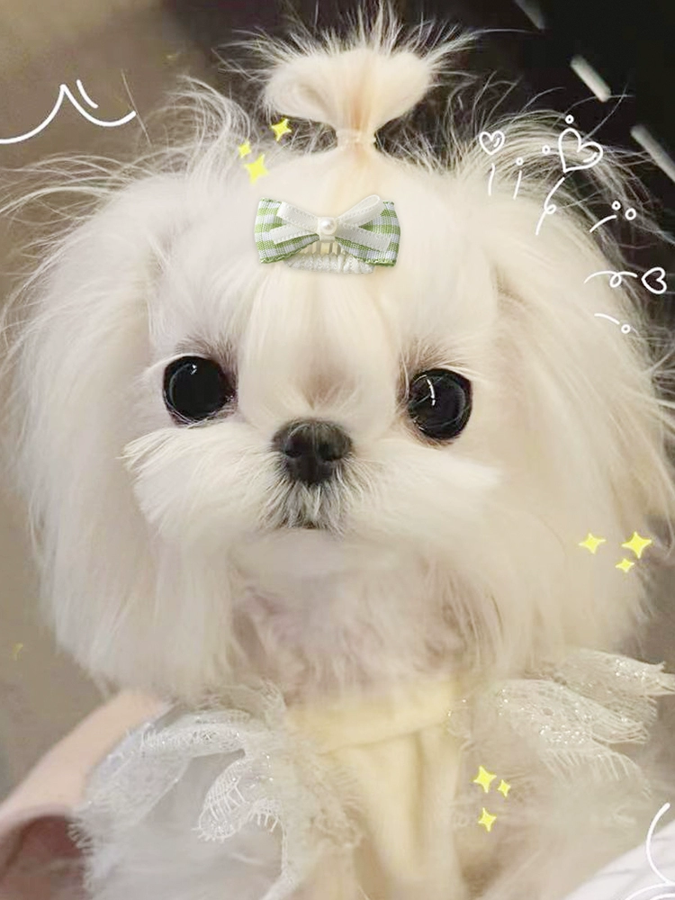 Мятная Мамбо зеленый питомец BBBcs йокша Marzis шпилька лучше, чем медвежья шпилька бант собачий головной убор