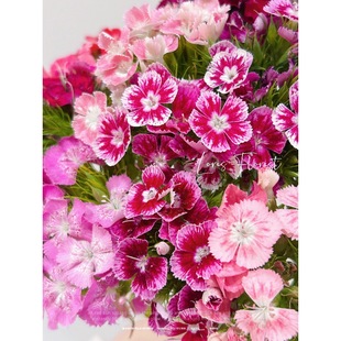 Fresh Acacia Plum Flowers, Dianthus Plum Blossoms, Long Flowering Period, Indoor Household Water-Raised Flowers, Yunnan Kunming Base Straight Hair