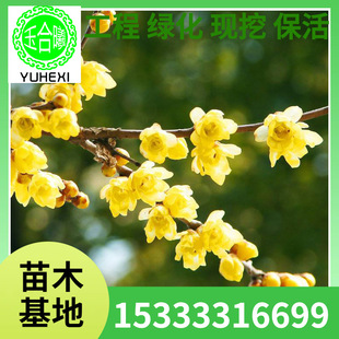 Plum Blossom Grafted Plum Blossom Seedlings, Popular Tree Bonsai Seedlings, Landscaping Seedlings, Tree Stump Specifications