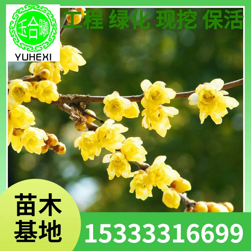 Саженцы сливы с прививкой цветка сливы, популярные саженцы бонсай, саженцы для ландшафтного дизайна, характеристики пней деревьев