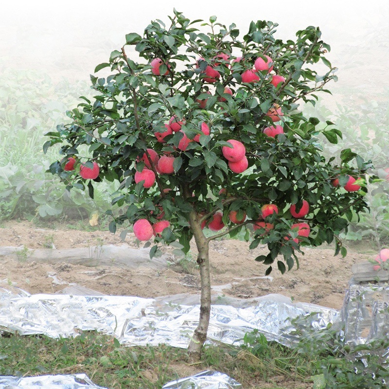 苹果树嫁接果树苗红富士冰糖心品种苗盆栽地栽矮化水果苗当年结果