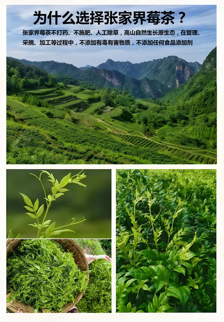 Wild Mei Tea Zhangjiajie Premium Wild Vine Tea 500g Pre-Qingming Purple Gold Bud Tips Hot Brew Herbal Tea quality and texture