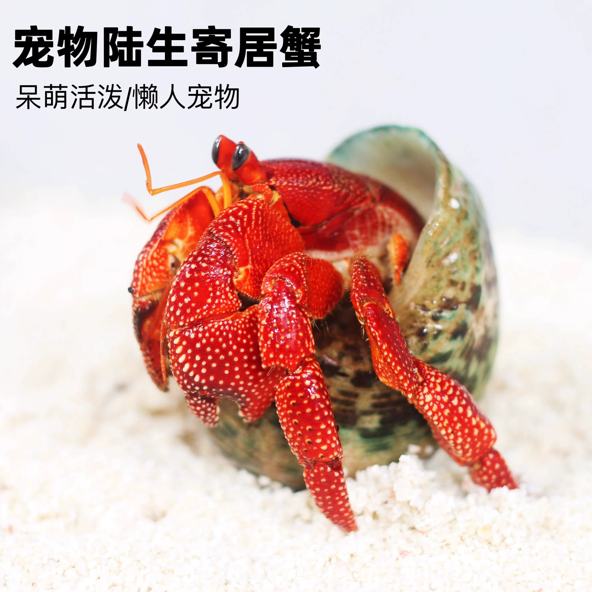 Питомец-краб Lu Shengzhuo, живой пресноводный, клубничный короткошнуровый, фиолетово-серый, доставка, тёмно-фиолетовый декоративный краб, неприхотливый питомец