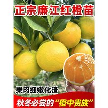 �����t������Ә���޽Ӽ~�ɠ�������ϱ����Nֲ���Ե���ͥԺ�Nֲ