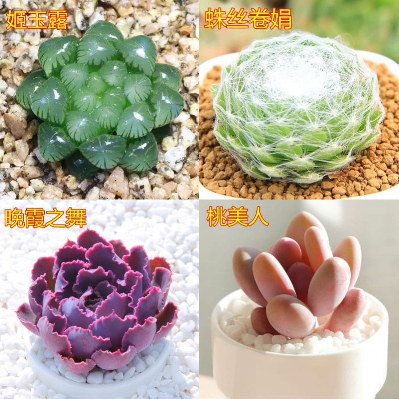 多肉植物卸売鉢植え組み合わせ花屋内ルビーエデナス高級多肉植物ガーデニング|undefined
