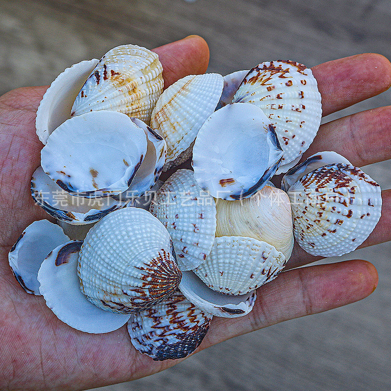 Concha Daquan natural con cera de pescado, materiales decorativos mediterráneos DIY al por mayor