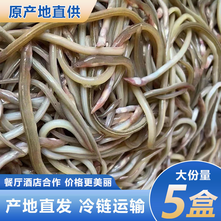 Oil Chopsticks Fish Oil Eel Wholesale Sea-Caught Fresh Fresh Chopsticks Fish Cartilage Small Eel Pepper Salt Eel Frozen Seafood Oil Chopsticks Fish Oil Eel Wholesale Sea-Caught Fresh Fresh Chopsticks Fish Cartilage Small Eel Pepper Salt Eel Frozen Seafood