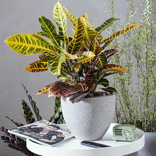 工厂直发大花盆加厚仿水泥树脂天堂鸟北欧简约幸福树绿植室内盆栽