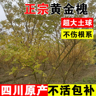 Golden Acacia Saplings Sichuan Garden Tree Greening Project Golden Silk Weeping Acacia Dragon Claw Large Golden Acacia Tree