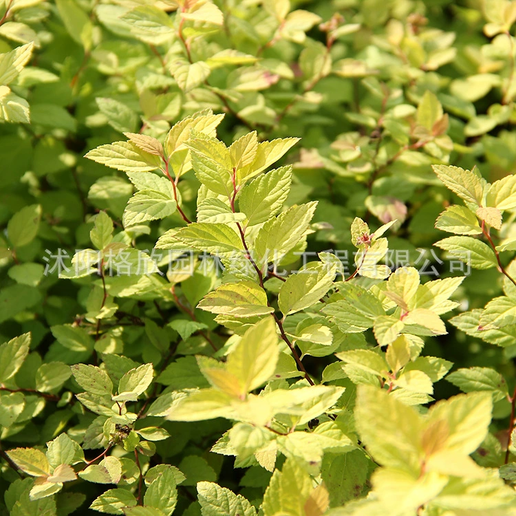 Оптовая Golden Flame Spiraea Garden Озеленение Кустарниковые цветы Четыре сезона Посадка растений в горшке с рассадой Spiraea