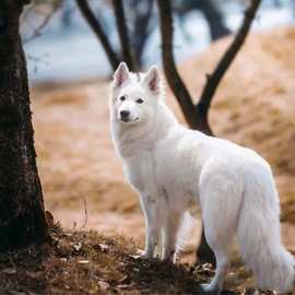 纯种瑞士牧羊犬幼犬活体狗狗纯白色德牧幼崽 护卫犬工作犬大型犬