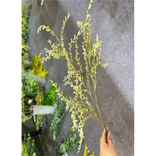 ��������Gֲõ����X��С�ٺ������~ë���c��ˇ�̈��赸����