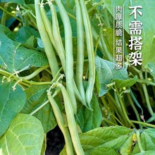地豆无架豆四季豆种子芸豆豇豆种籽蔬菜孑不搭架无筋春季阳台菜豆